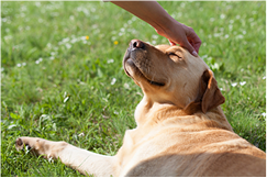 A dog laying down on the grass while a human hand pets its head